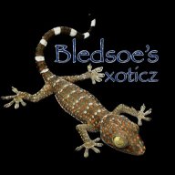 Bledsoes Exoticz
