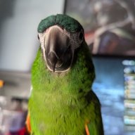 CoolDolphino