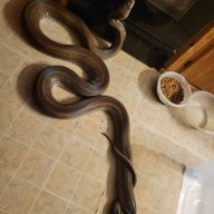 Bailey exotics