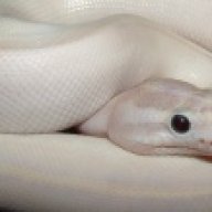 Serpentine Exotics