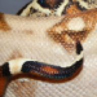 houdini1