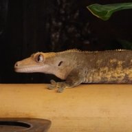 ChanceXO