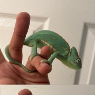 Sevonax22