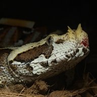 RegeraTReptiles