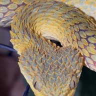 WinMoreExotics