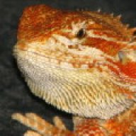 Dragonz Whispers