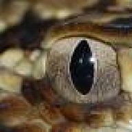 JimmySSSnakes