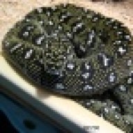 SEKCOBRA