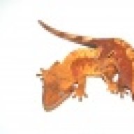ReptileAddictions