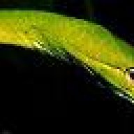 Silent Viper