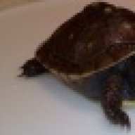 terrapin44