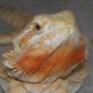 Valley Dragons