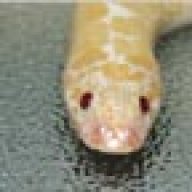 reptilicus81