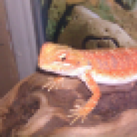 Beardeddragons4all