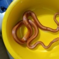 jmwboas