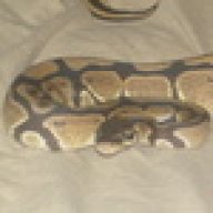 Pantera