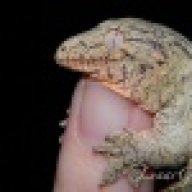 Lunar Gecko