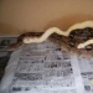 Korielyn's Exotics
