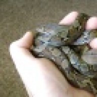 simplyserpents