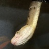patfusster