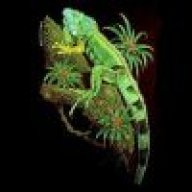 reptile3