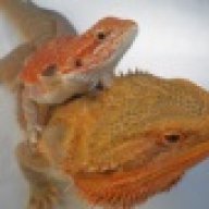 ZOO REPTILES