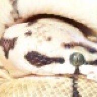 Amazon Exotics
