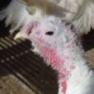 birdieluv