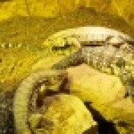 bluetongue1