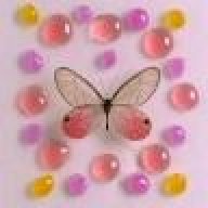 butterflyandbeetles