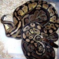 LumpyReptiles