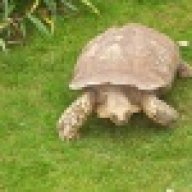 wylieherps