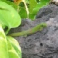 chilumba