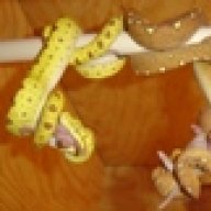 gnkreptiles