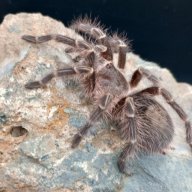 Emerson's Exotics