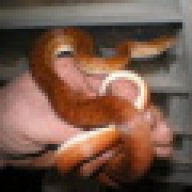 rexmacmillion