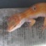 Gecko Euphoria
