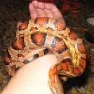 aherptiles