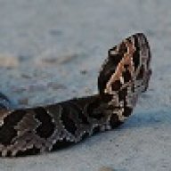 Genesis Pythons