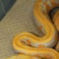 big.snakes