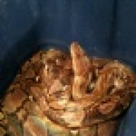 snakelover152