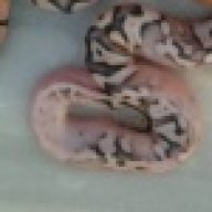 ReedsReptiles