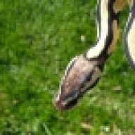 divine_reptiles