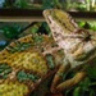 FrogFanatic