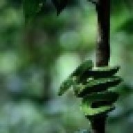 greentreepythons