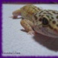 geckos4me