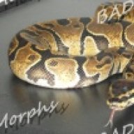 BAD Morphs