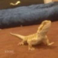 lizard-lover22