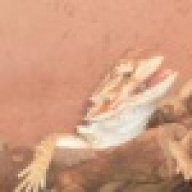 beardie1434