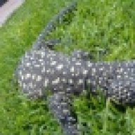 bios y reptiles